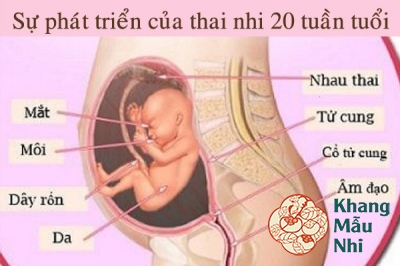 6 lưu ý không thể bỏ qua dành cho mẹ bầu mang thai tháng thứ 5