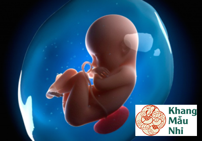 Phôi thai ngừng phát triển: Mẹ bầu mất con trong thai kì