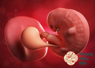 Mang thai 2 tháng đầu: Kinh nghiệm siêu âm và ăn uống chuẩn nhất