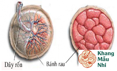 Tất tần tật những điều cần biết về canxi hóa bánh nhau 