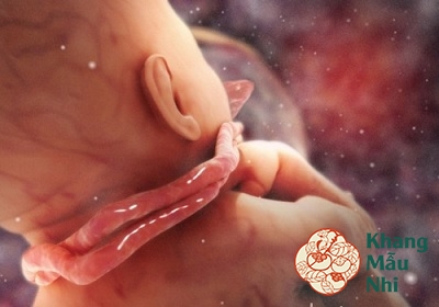 Bất thường về dây rốn: Nguy cơ gây sảy thai, thai lưu rất nguy hiểm