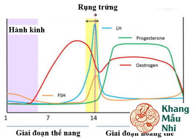 Hoàng thể là gì? Suy hoàng thể có dẫn đến sảy thai không?