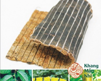 Bài thuốc trị sẩy thai nhiều lần từ thảo dược Đỗ trọng